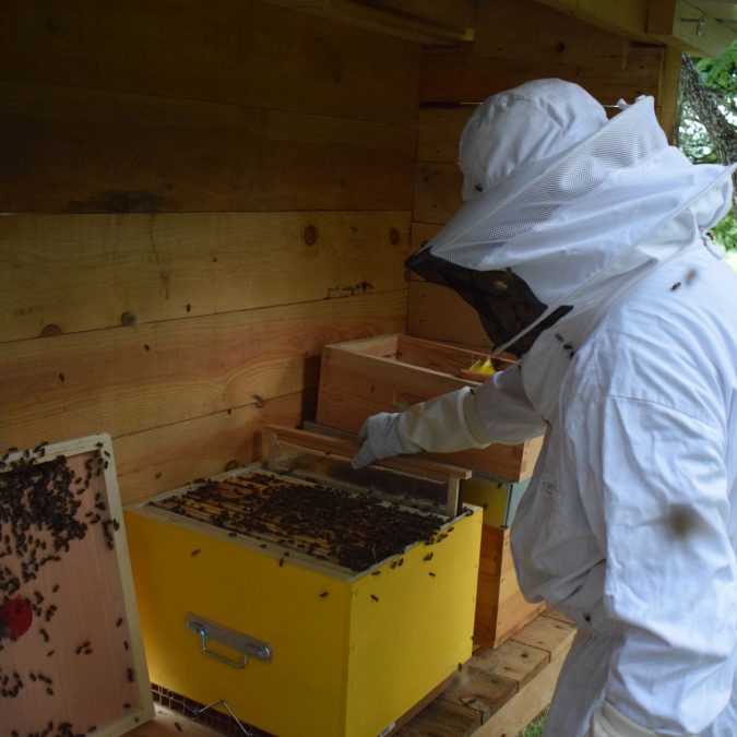 Isolation des ruches avec l&#8217;isolant BALBItherm® Montbéliard 5