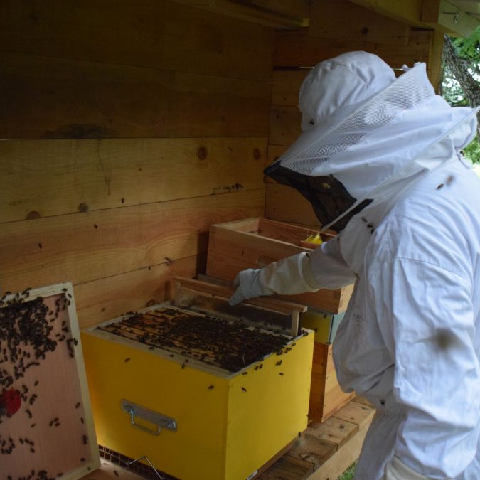 APICULTURE 1 675X675 | Balbimax Isolation des ruches avec l’isolant BALBItherm® Saint-Louis 6