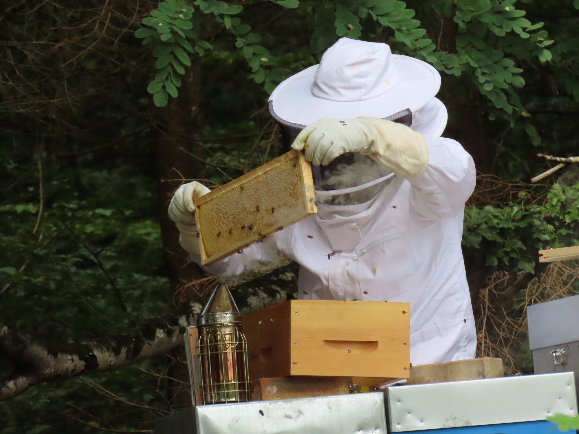 APICULTURE 5 | Balbimax Isolation pour ruche à Belfort, Montbéliard et Mulhouse Montbéliard 1