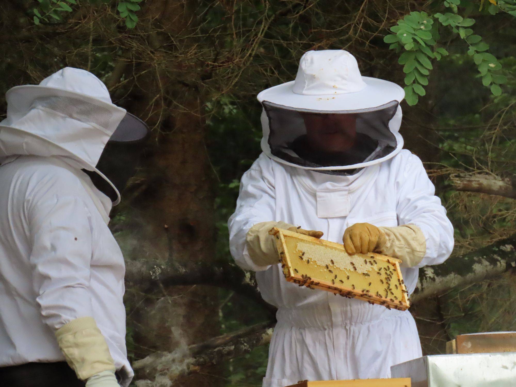 Isolation pour ruche à Belfort, Montbéliard et Mulhouse Épinal