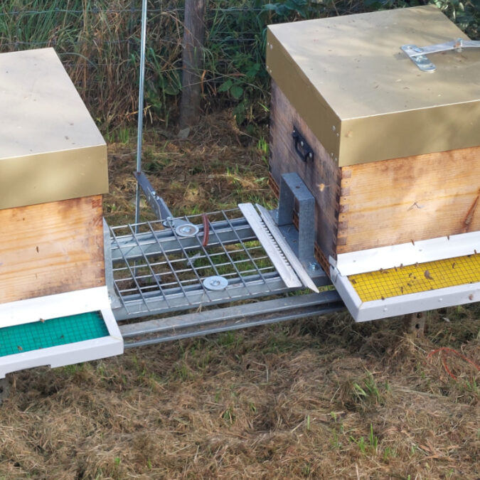 B MUSELIERE A FRELON 01 675X675 | Balbimax Isolation des ruches avec l’isolant BALBItherm® Colmar 28