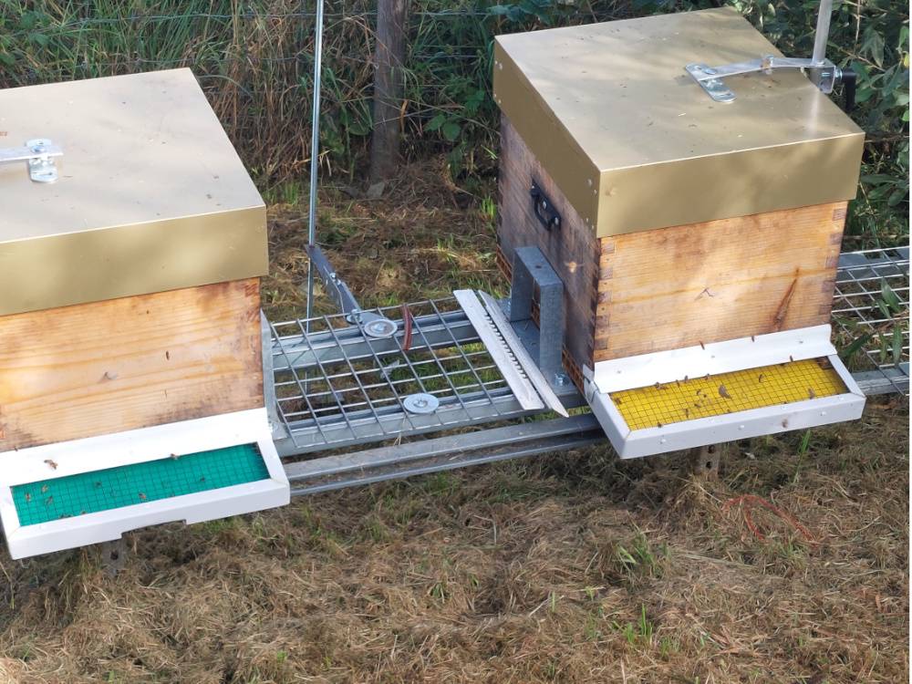 Isolation des ruches avec l&#8217;isolant BALBItherm® Saint-Dié-des-Vosges