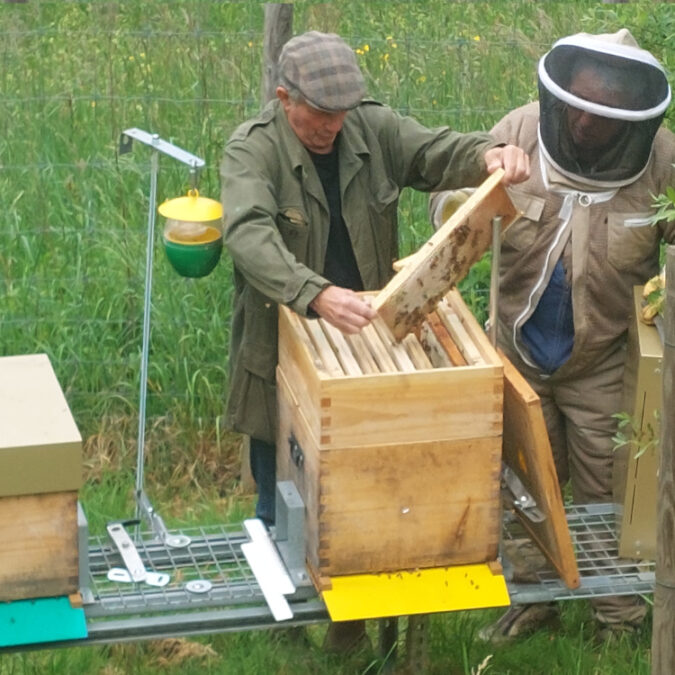 Isolation pour ruche à Belfort, Montbéliard et Mulhouse Saint-Dié-des-Vosges 33